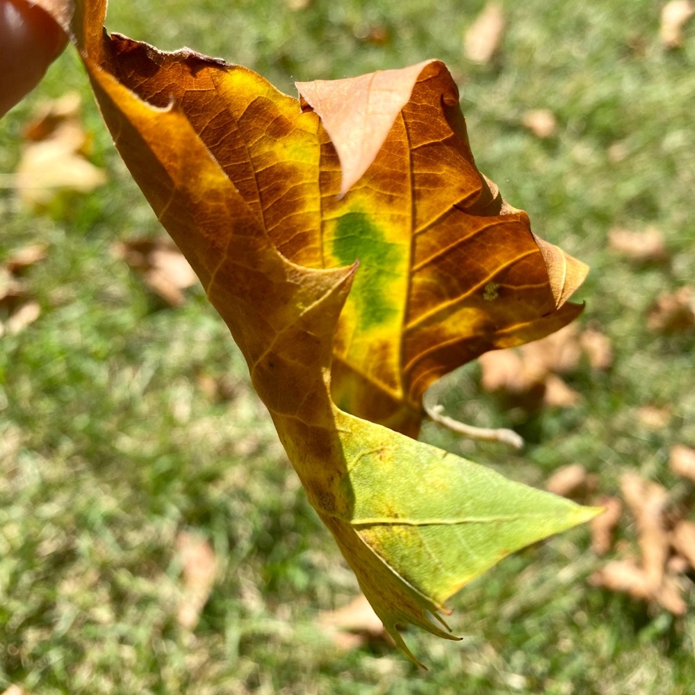 Meet your Posher, Gitanjali